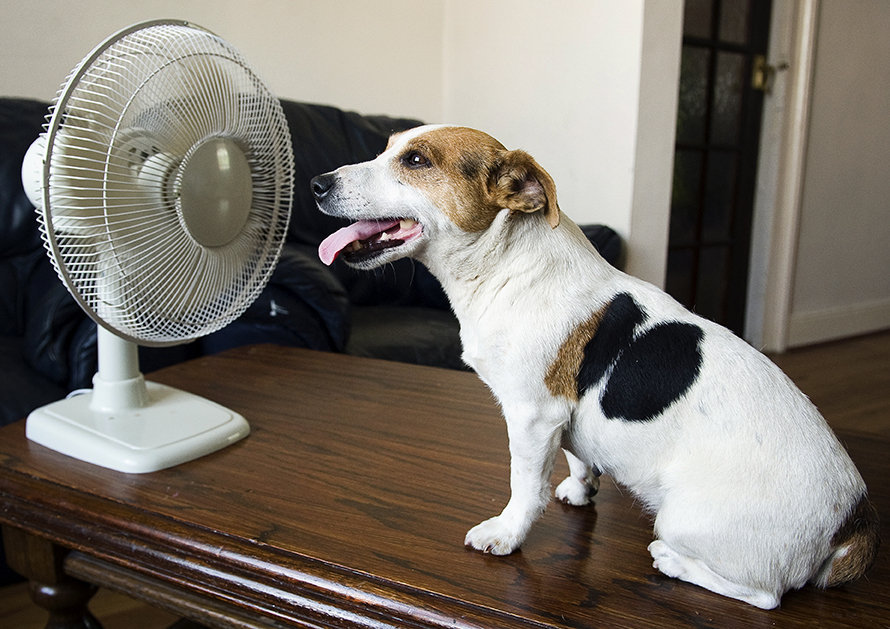 How to help cool down sales your dog